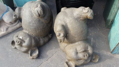 Pigs: Playful Pig