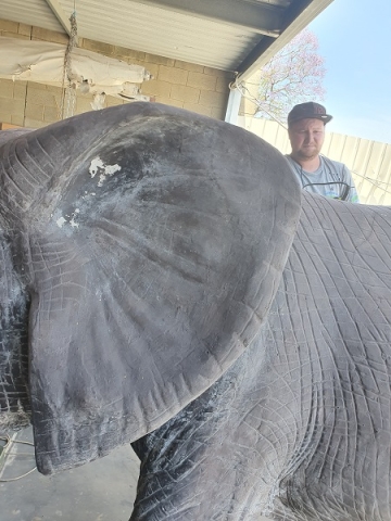Life sized elephants statue