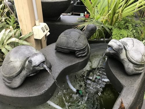 turtle spitters on a pond