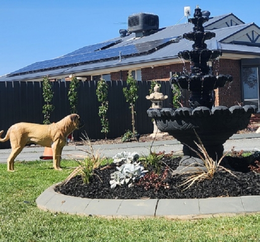 dog looking at new large water feature