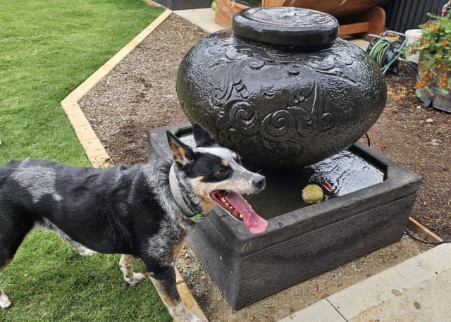 Dog looking for ball in new water feature