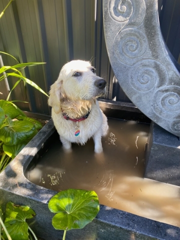 Puppy in the pond of a water feature.