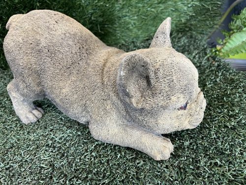 French bulldog puppy