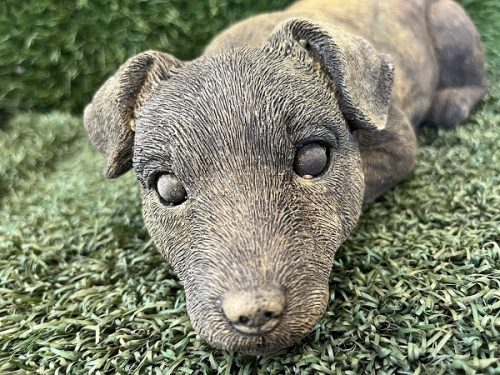closeup of Jack Russell dog